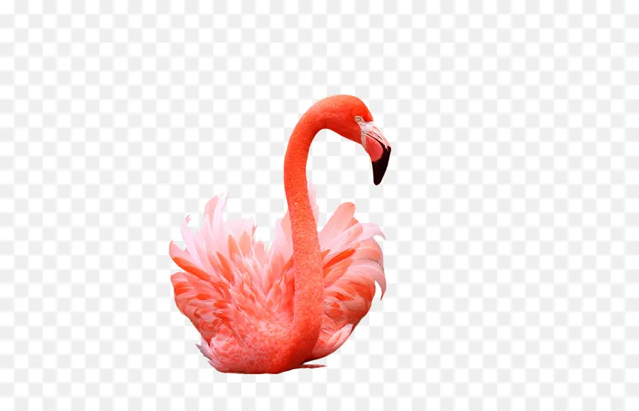 Flamingos，Aves PNG