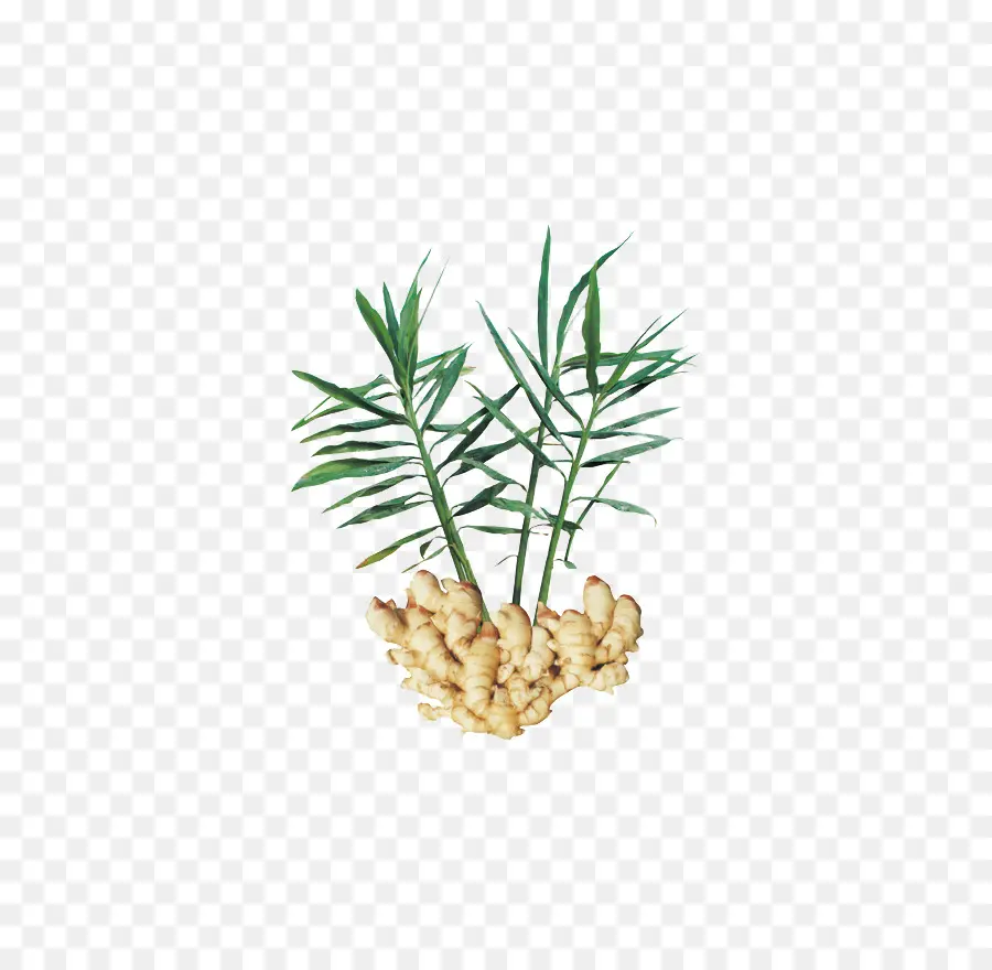 Planta De Gengibre，Raiz PNG