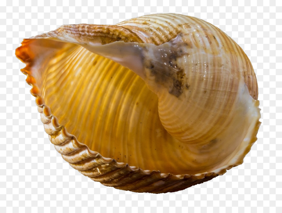 Seashell，Caracol PNG