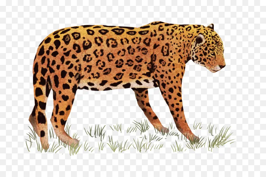 Africano Leopardo，Indiana Leopard PNG