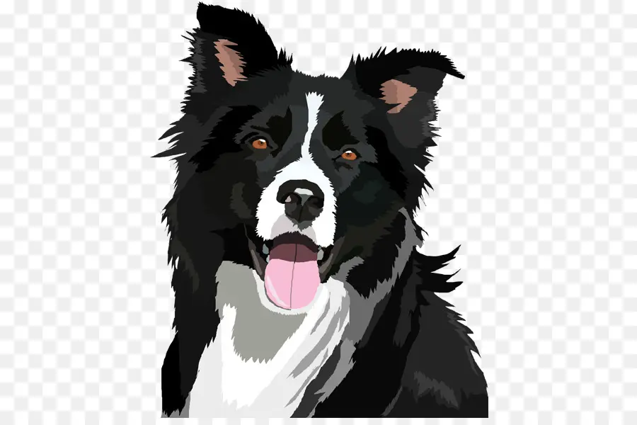 Border Collie，Bearded Collie PNG