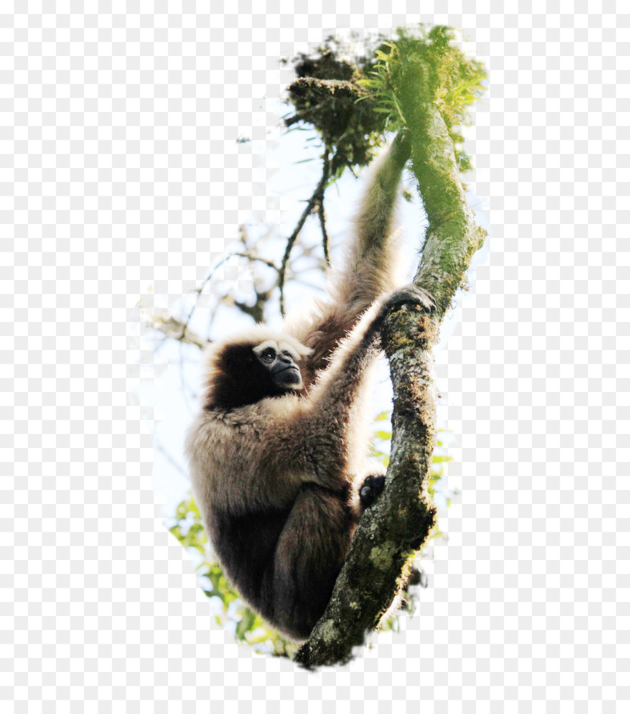 Gorila，Cercopithecidae PNG