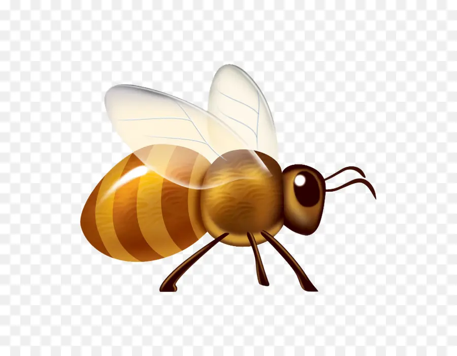 Apidae，Inseto PNG