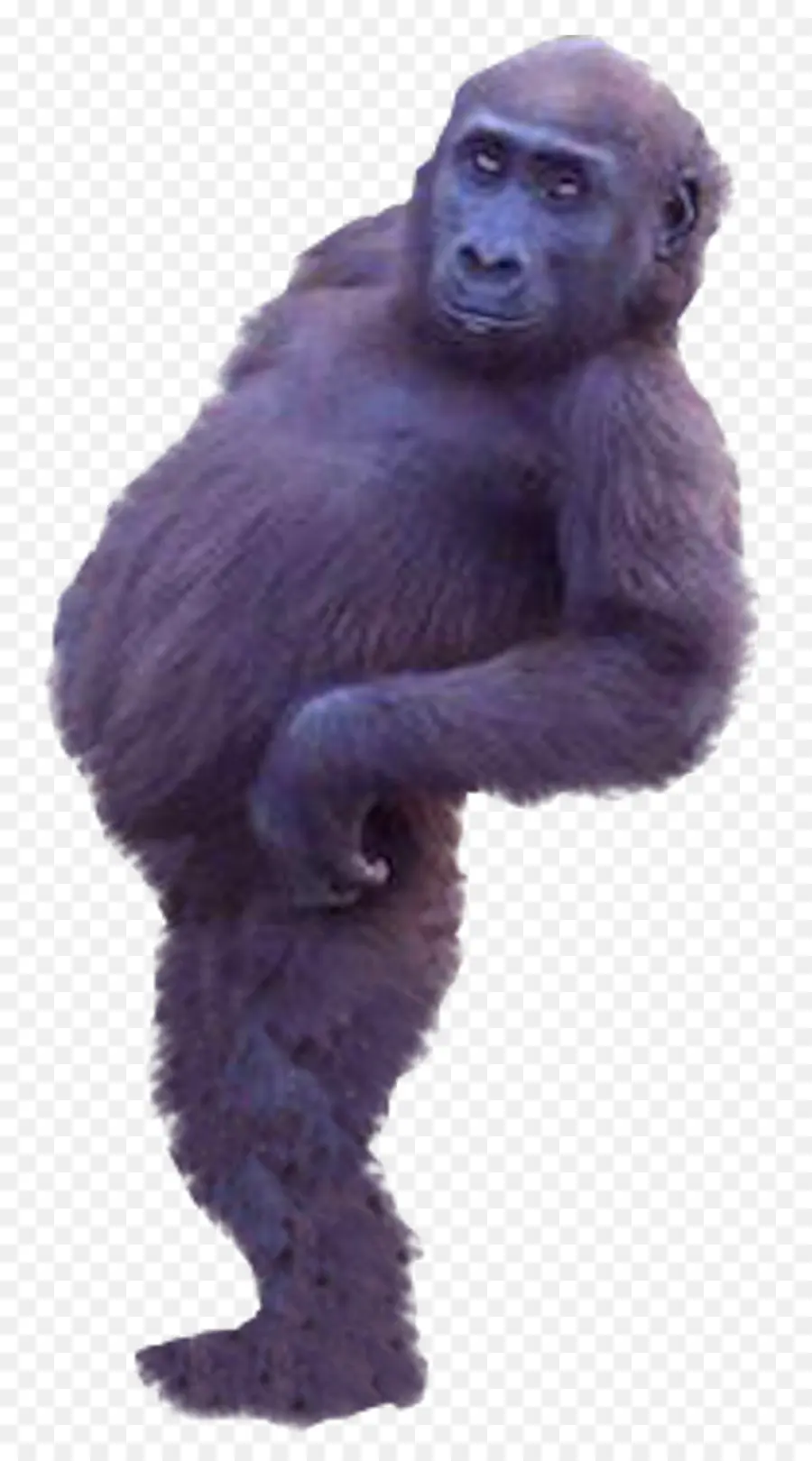 Gorila Ocidental，Chimpanzé Comum PNG