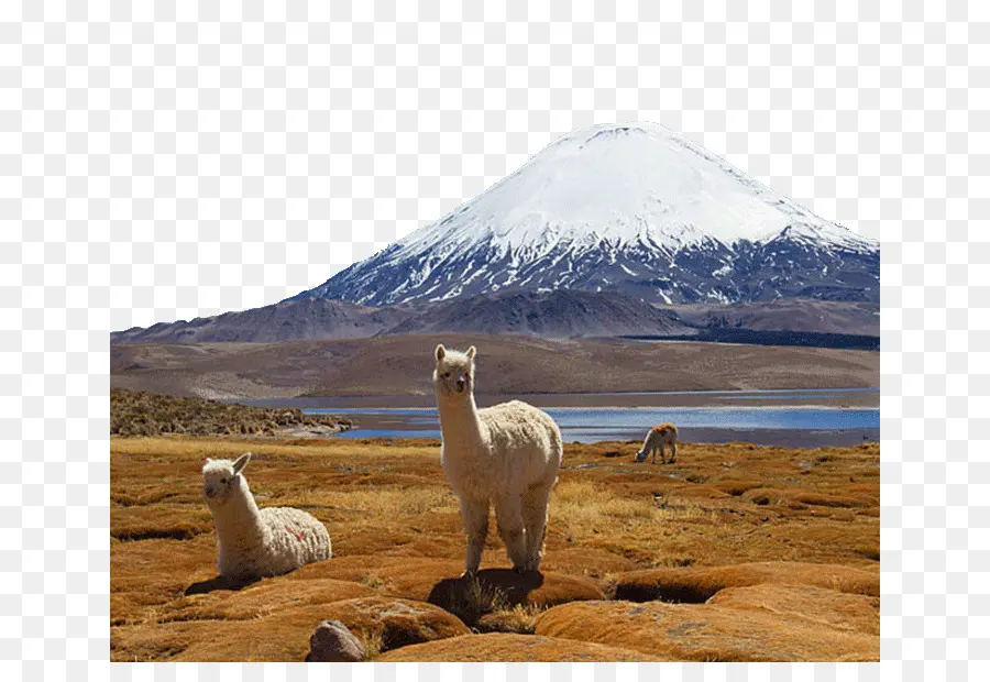 Parque Nacional Lauca，Parque Nacional Torres Del Paine PNG