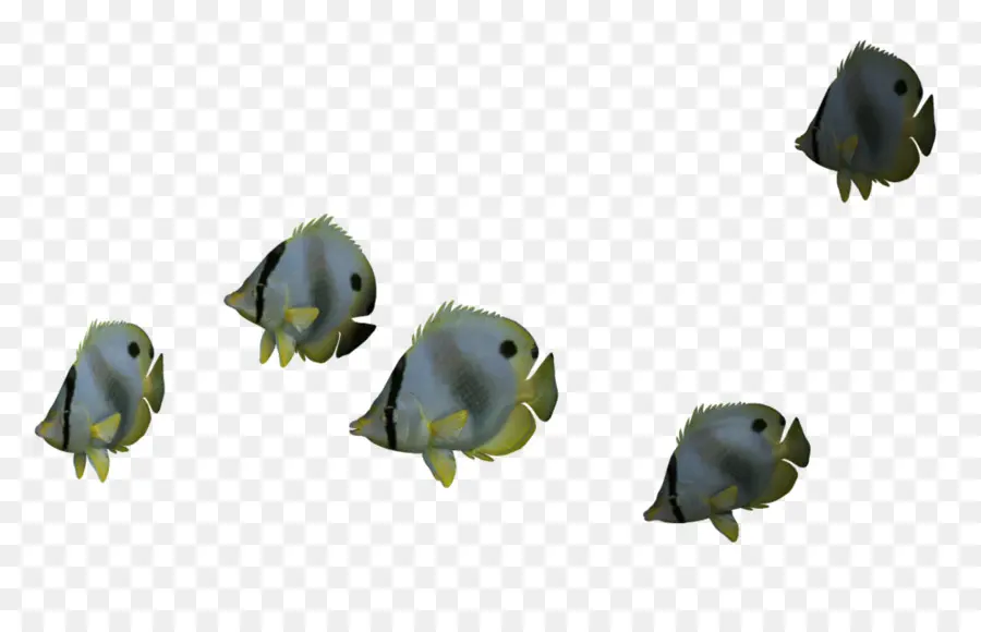 Peixe，Peixe Borboleta PNG