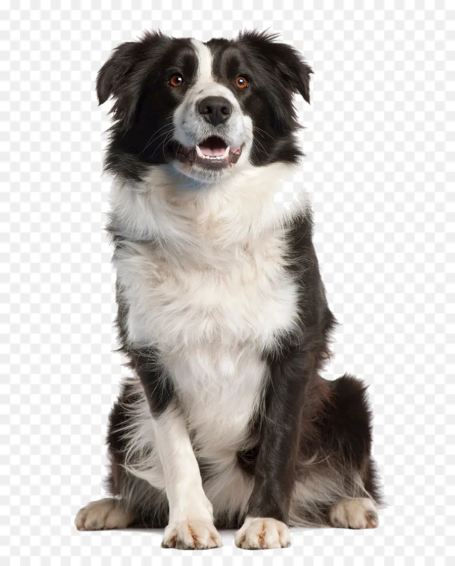 Border Collie，Boxer PNG