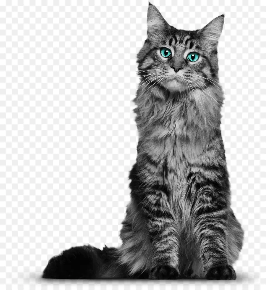 Maine Coon，Bigodes PNG