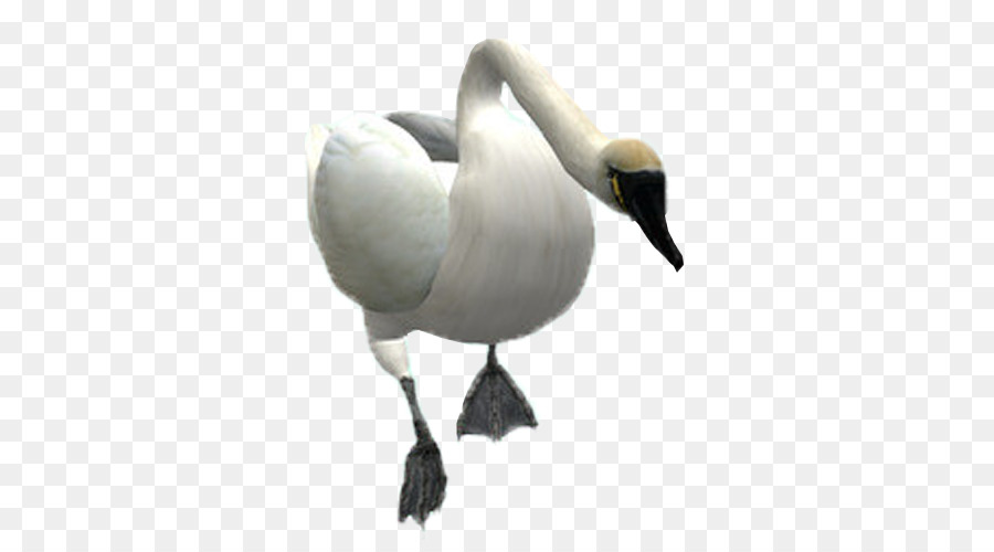 Cisne，Branco PNG