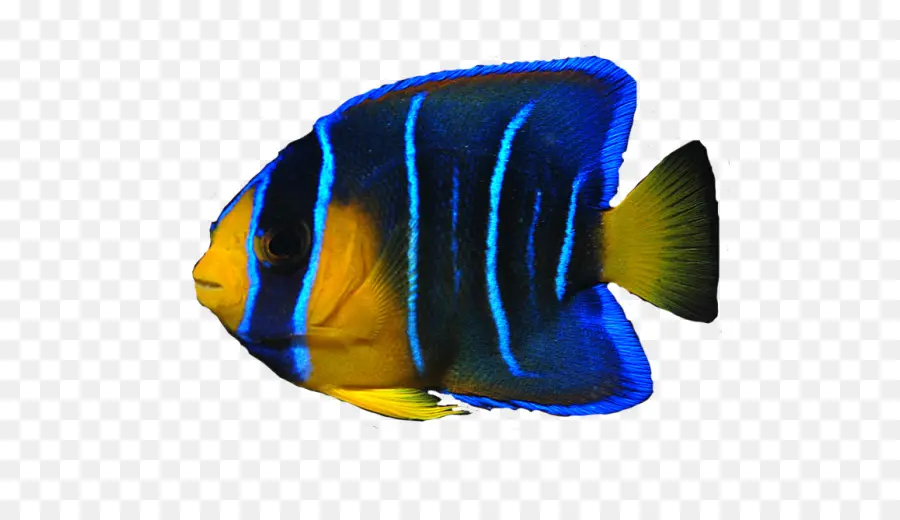 Peixe，Angelfish PNG
