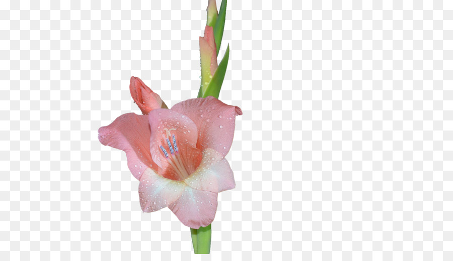 Gladiolus，Gladiolus Xd7gandavensis PNG