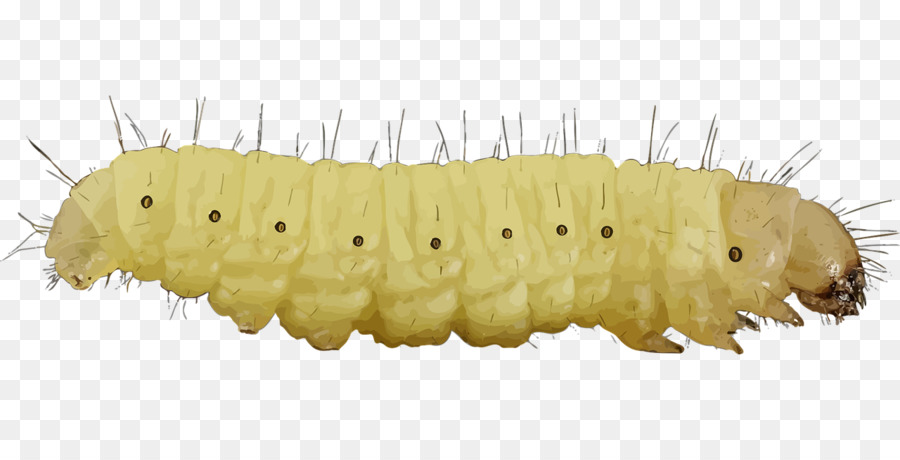 Lagarta，Larva PNG