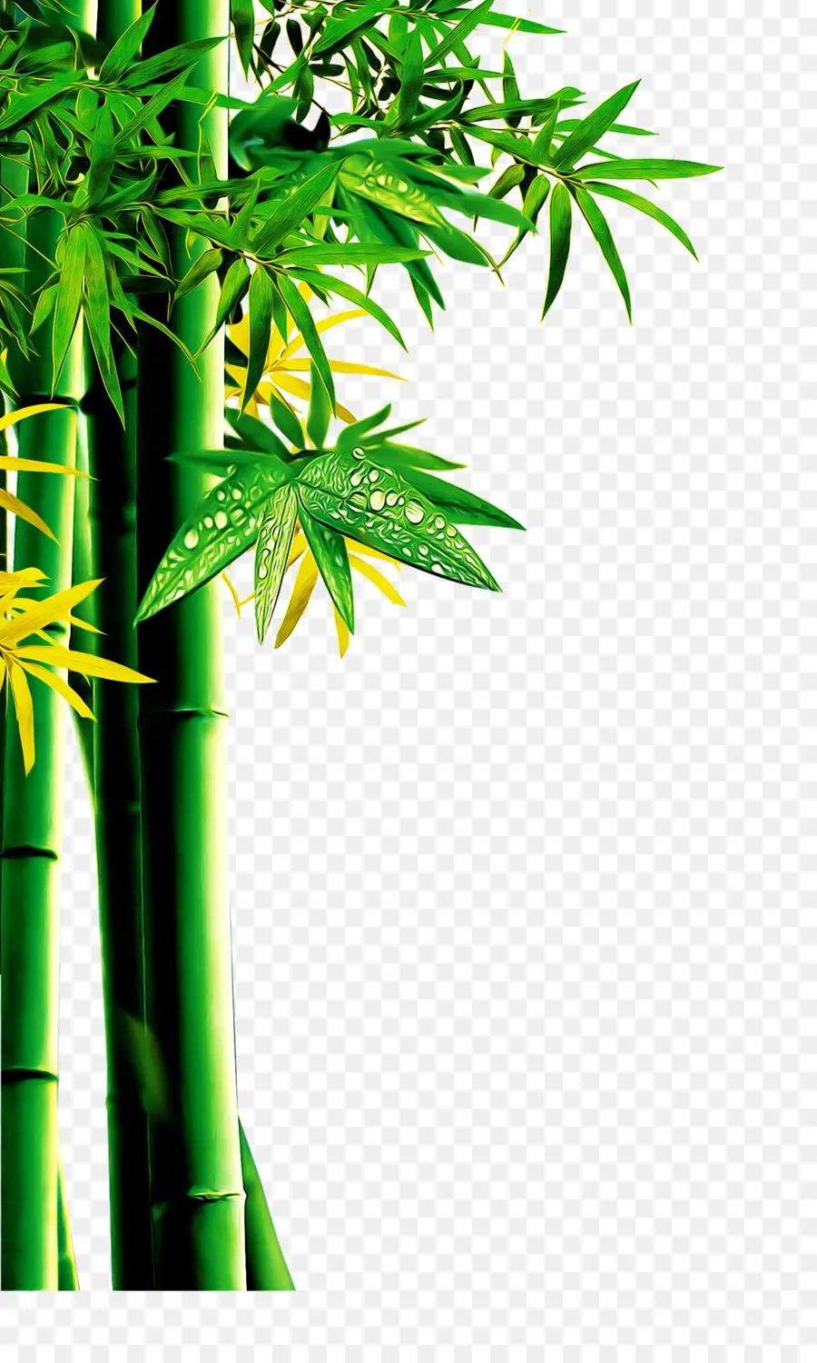 Download，Bambu PNG