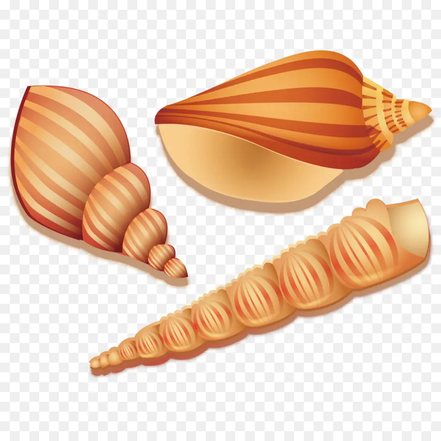 Seashell，Mar PNG