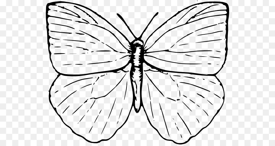 Desenho De Borboleta，Inseto PNG