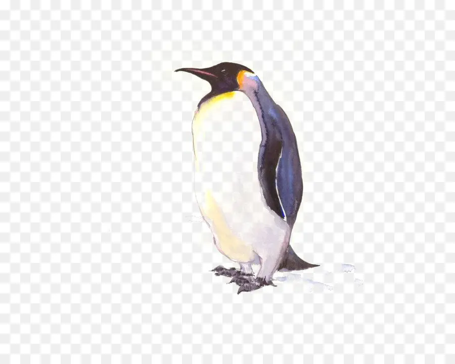 Penguin，Antártica PNG