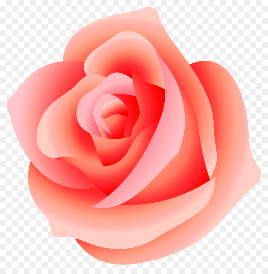 Rosa Rosa，Rosa PNG