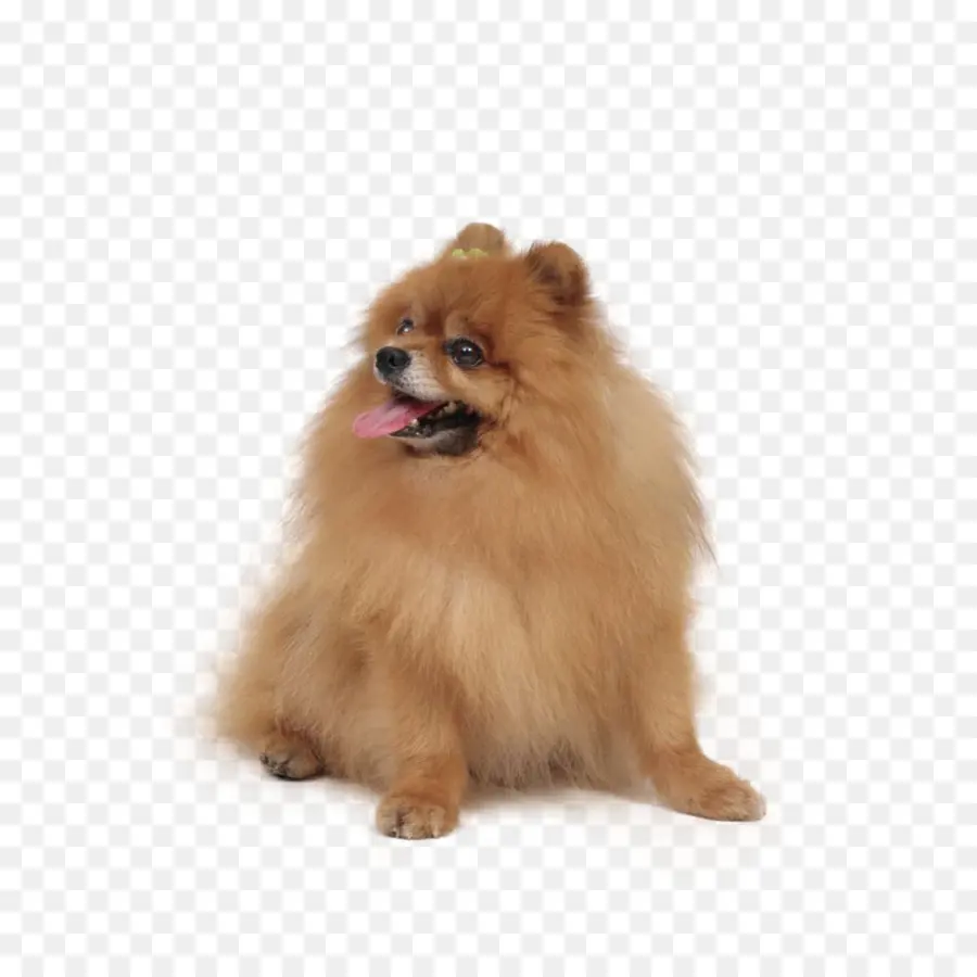 Pomeranian，Animal De Estimação PNG