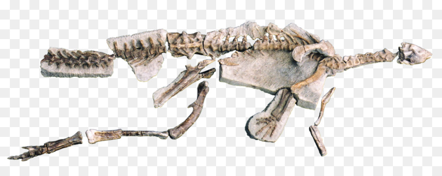 Tiranossauro，Jurassic PNG