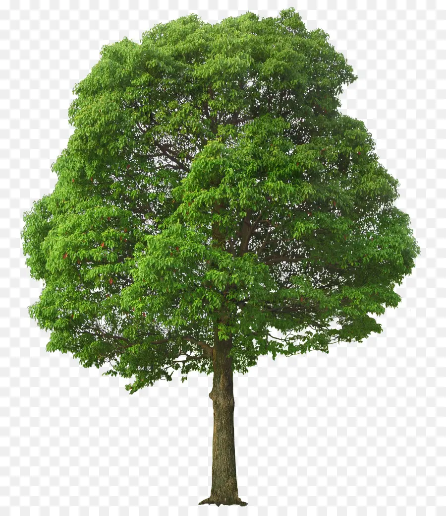 árvore，Pixel PNG