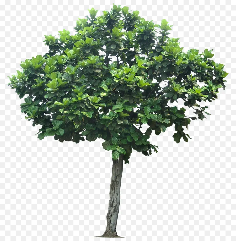 Fiddleleaf Fig，Chorando Fig PNG