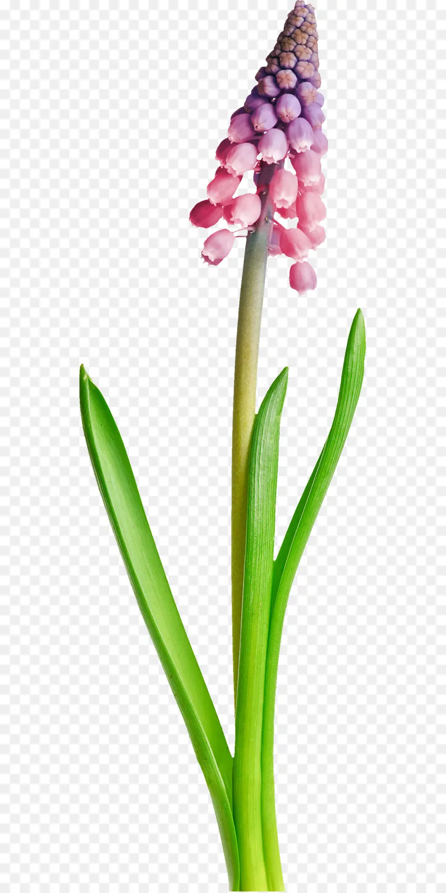 Flor Rosa，Tronco PNG