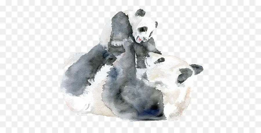 Panda Gigante，Pintura Em Aquarela PNG