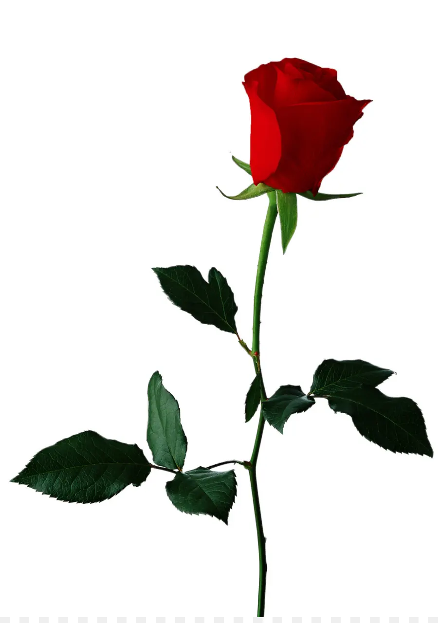 Rosa，Vermelho PNG