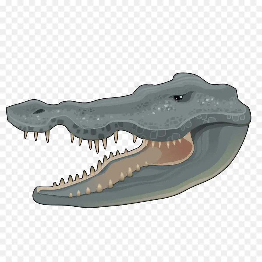 Cabeça De Crocodilo，Dentes PNG