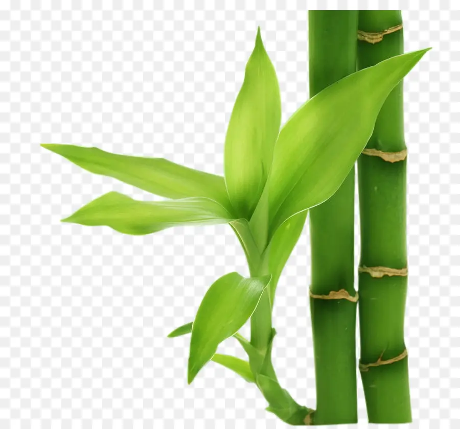 Bambu，Encapsulated Postscript PNG