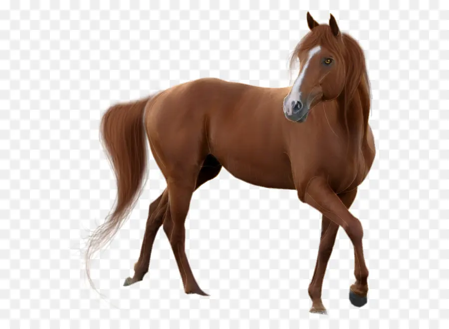 Cavalo，Pixel PNG