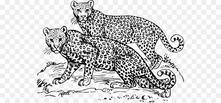 Cheetah，O Leopardo De Amur PNG