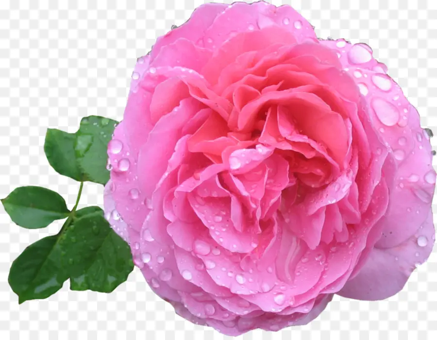 Rosa，Cor De Rosa PNG