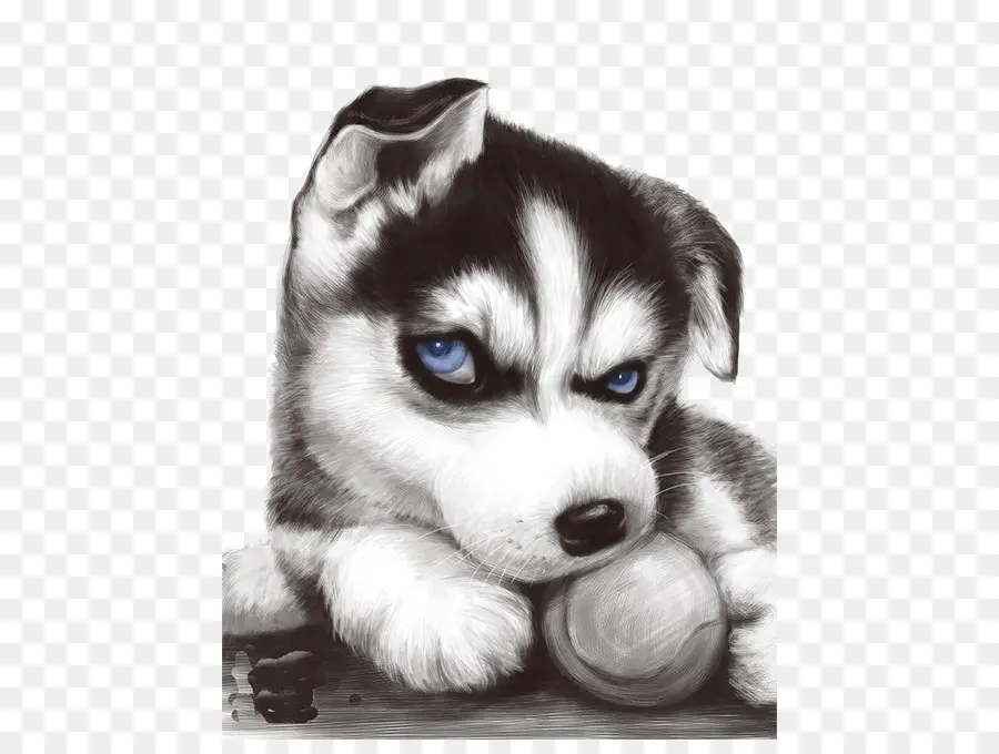 Husky Siberiano，Tshirt PNG