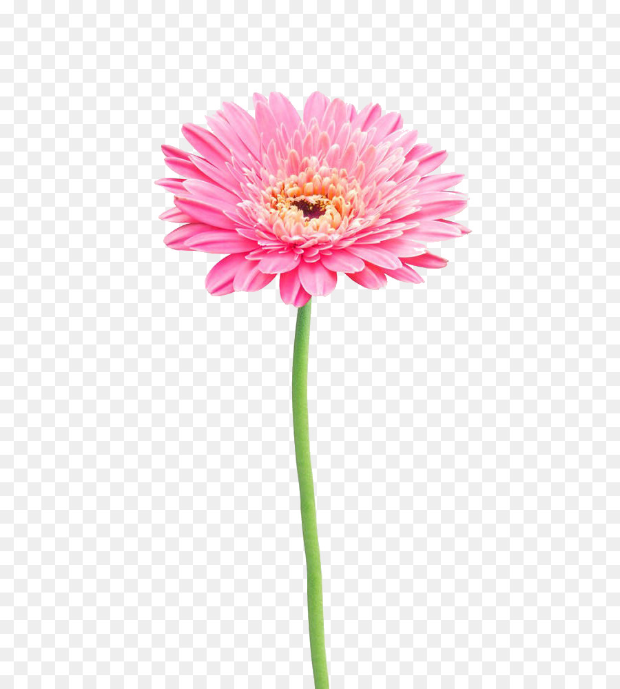 Flor, Fotografia De Stock, Gerbera Jamesonii png transparente grátis