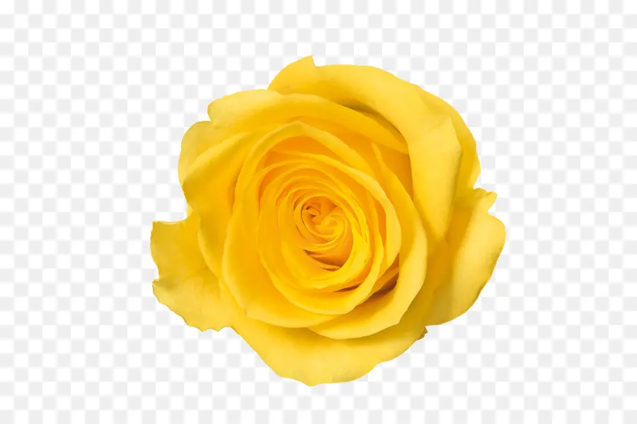 Rosa Amarela，Florescer PNG