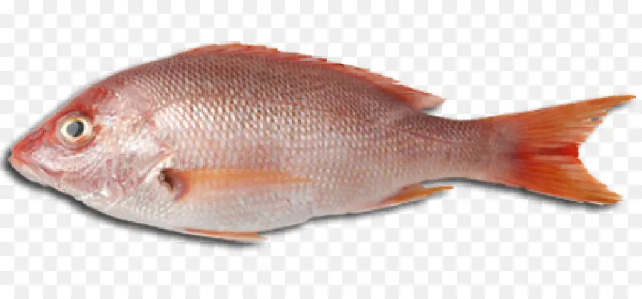 Frutos Do Mar，Peixes Como Alimento PNG