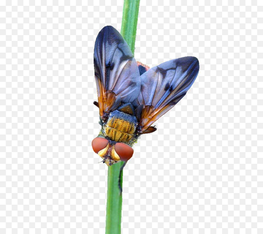 Mosca Colorida，Voar PNG