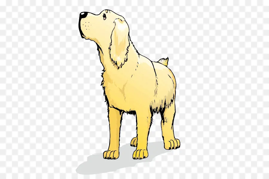 Golden Retriever，Labrador Retriever PNG