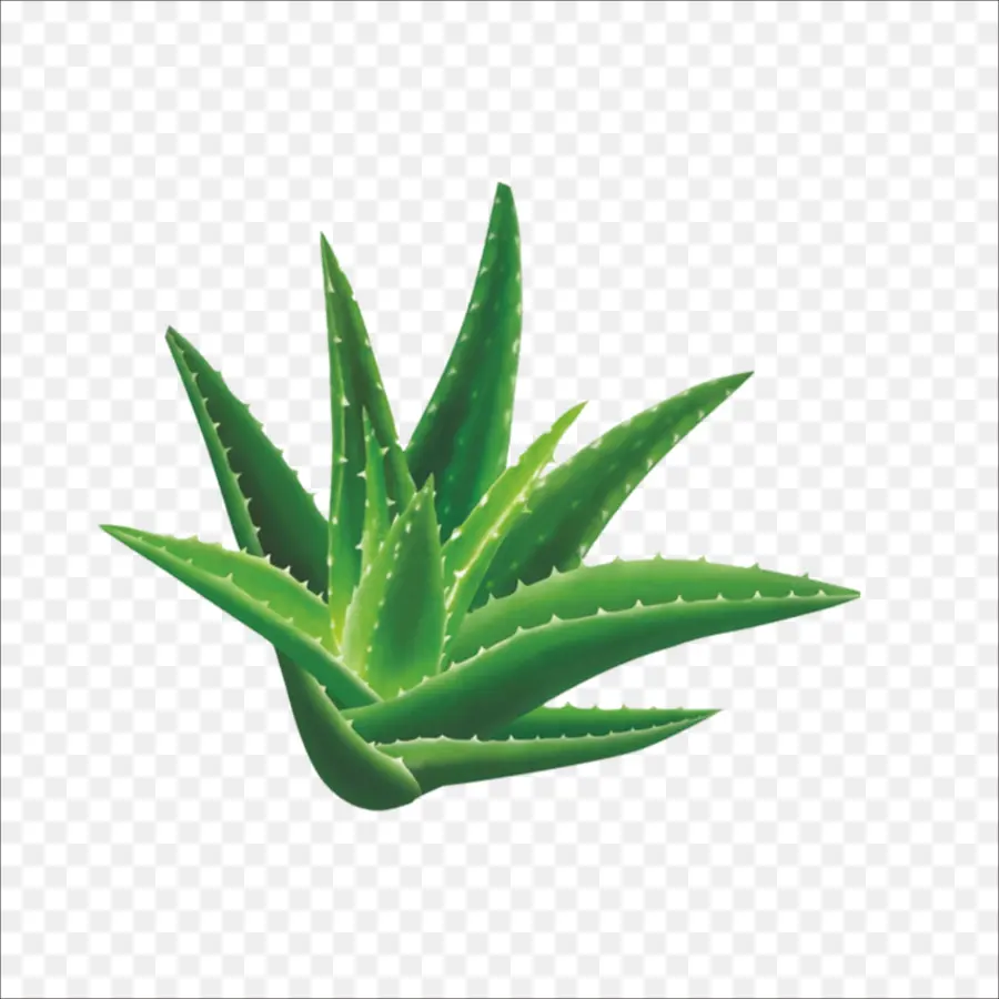 Aloe Vera，Planta PNG