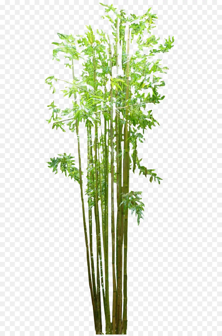 Bambu，Piso De Bambu PNG