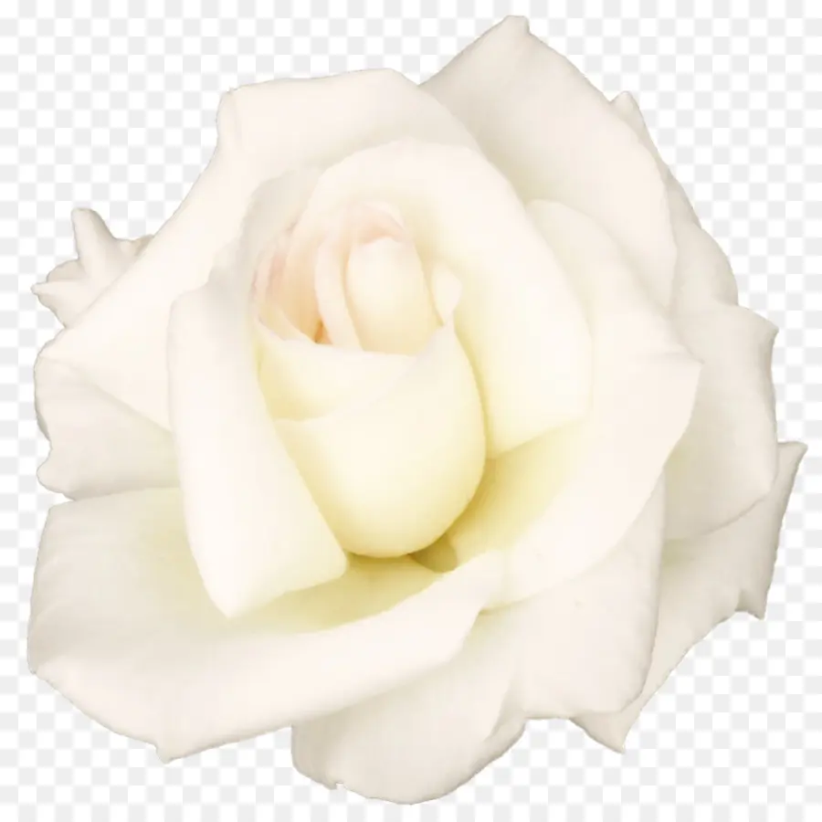 Rosa Branca，Florescer PNG