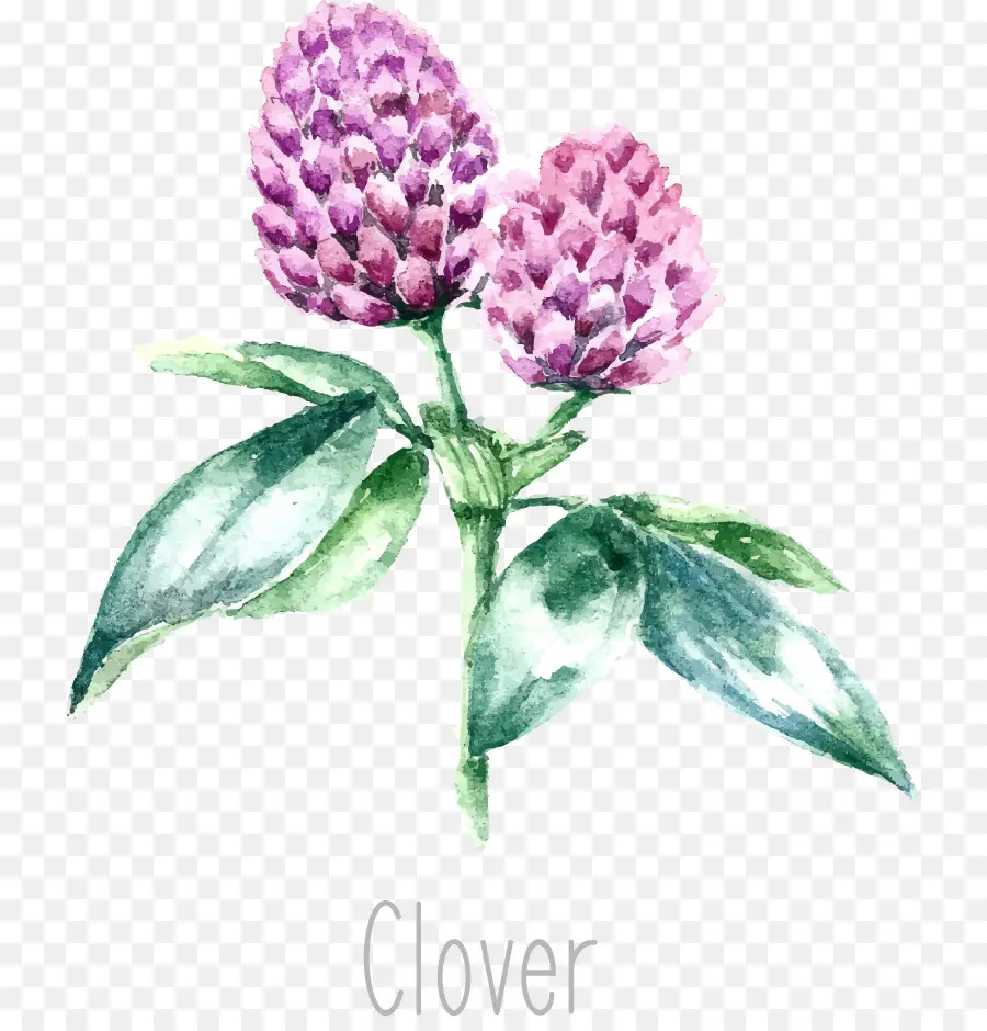 Trevo，Flor PNG