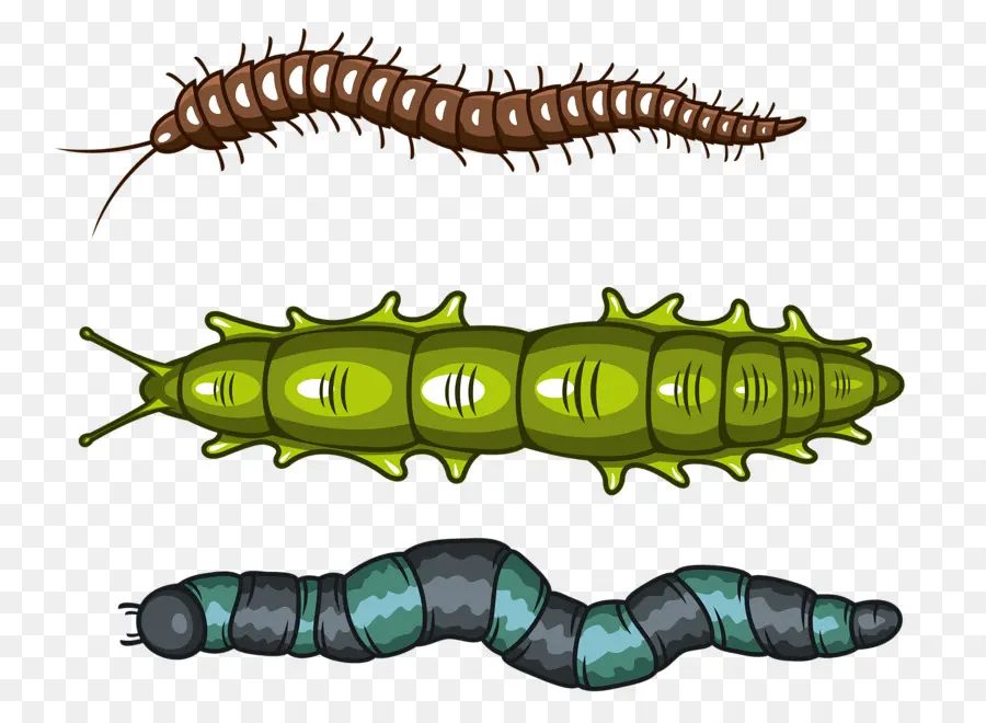 Caterpillar，Worm PNG