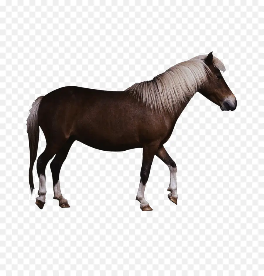 Cavalo，Equino PNG