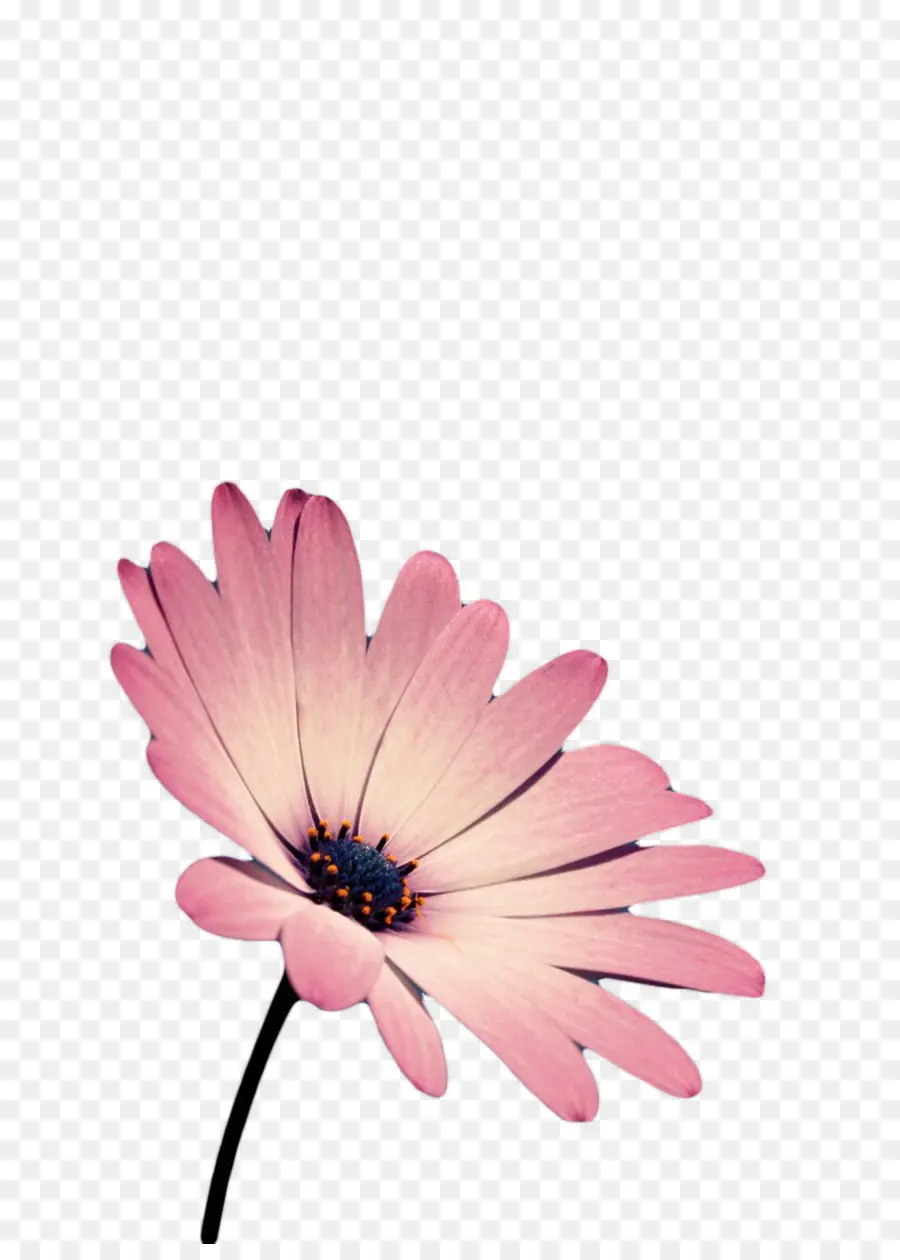 Gerbera Jamesonii，Israblog PNG