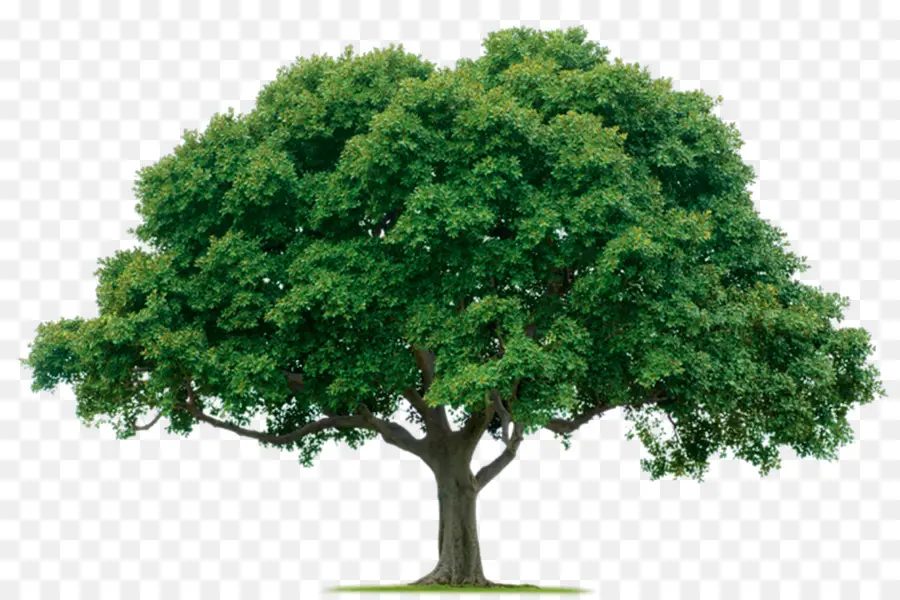 árvore，Lawntek Llc PNG