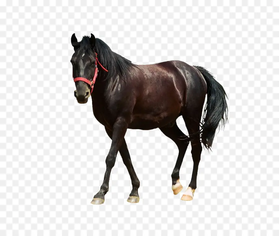 Cavalo，A Oximetria De Pulso PNG