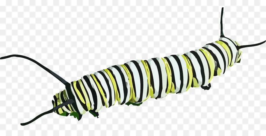 Borboleta，Caterpillar PNG