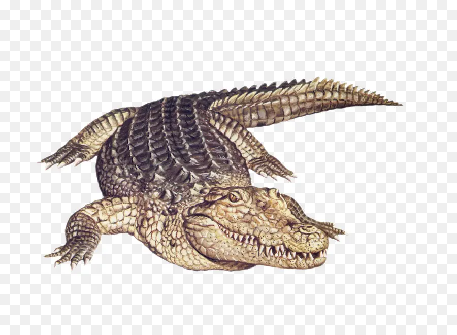 Crocodilo，Crocodilo Do Nilo PNG